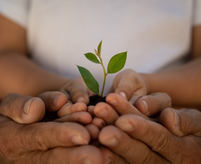 Les mains dans les plantes