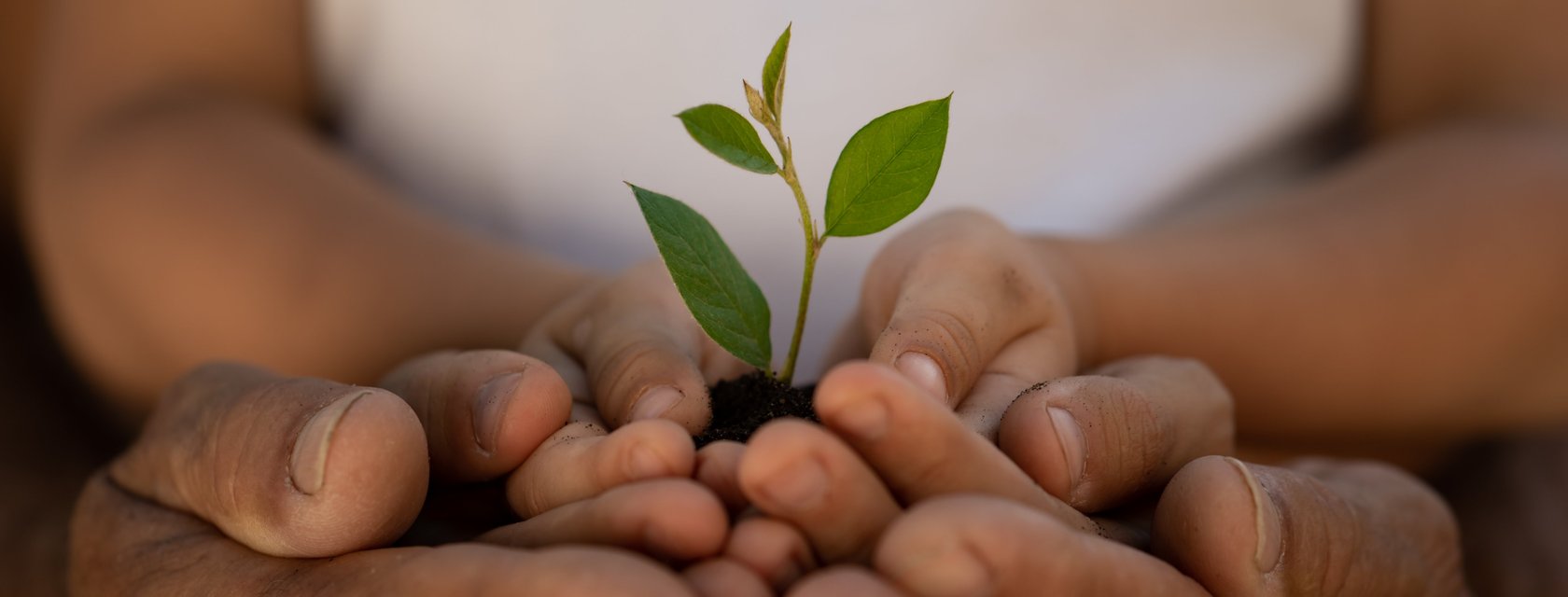 Les mains dans les plantes